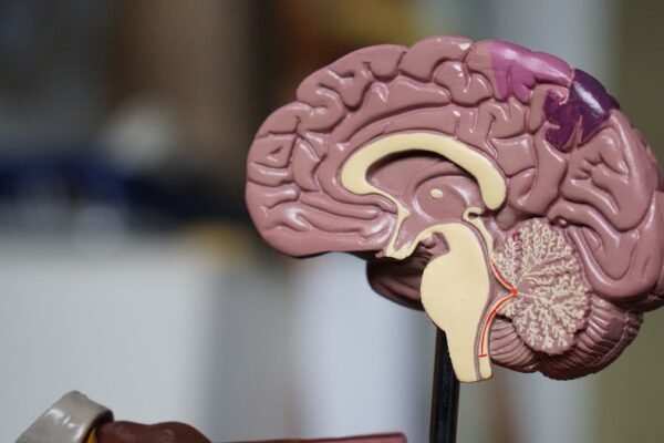 Cross-section illustration of the human brain representing the link between sleep and brain health