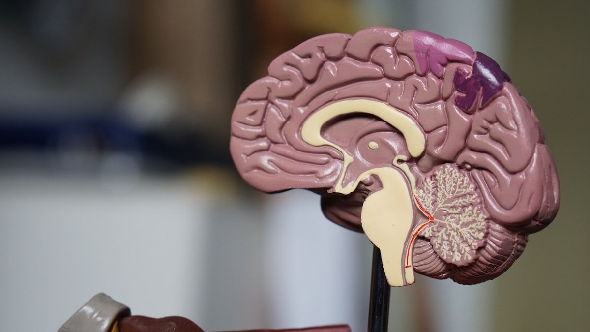 Cross-section illustration of the human brain representing the link between sleep and brain health