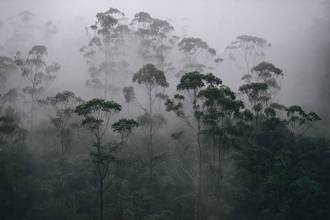 Thick monsoon fog rolling over a dense green forest canopy, showing the high humidity typical of the rainy season